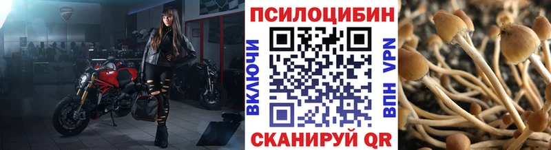 Купить закладки  Новороссийск  Псилоцибиновые грибы Magic Shrooms 